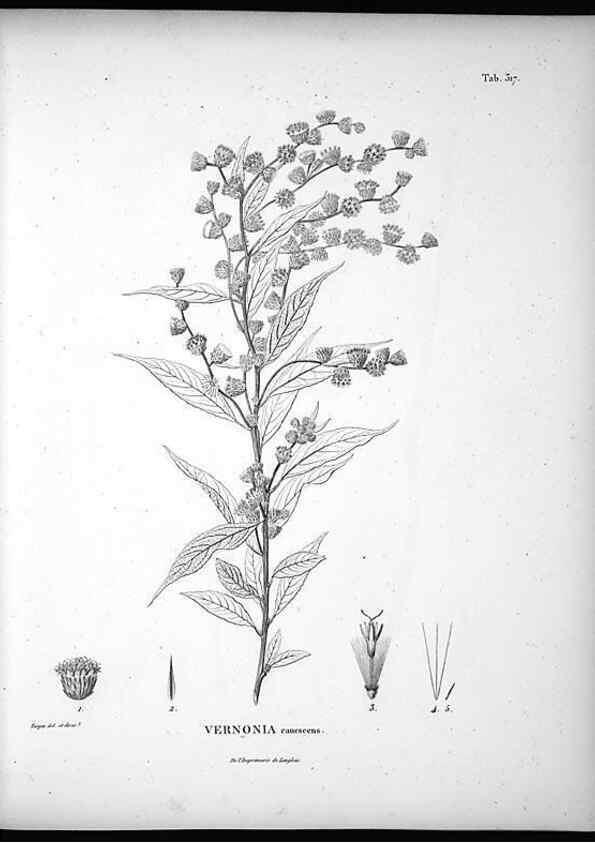Reproducción/Reproduction 49556736482: Nova genera et species plantarum :. Antverpiae :Ex officina Christophori Plantini ...,1576.. 