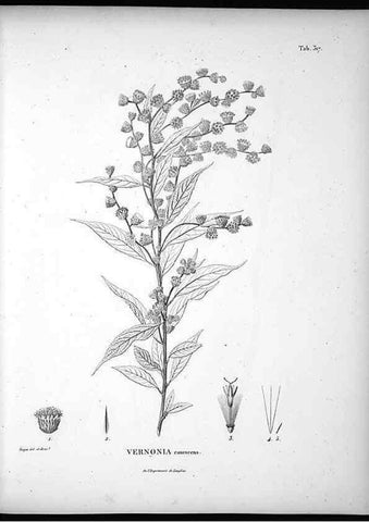 Reproducción/Reproduction 49556736482: Nova genera et species plantarum :. Antverpiae :Ex officina Christophori Plantini ...,1576.. 