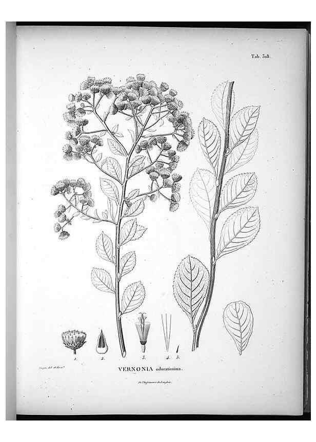 Reproducción/Reproduction 49556004873: Nova genera et species plantarum :. Antverpiae :Ex officina Christophori Plantini ...,1576.. 