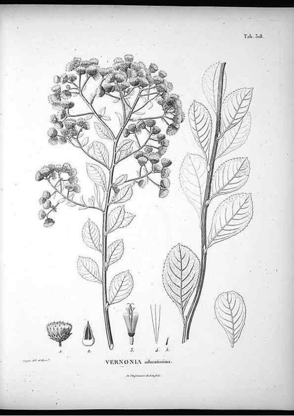 Reproducción/Reproduction 49556004873: Nova genera et species plantarum :. Antverpiae :Ex officina Christophori Plantini ...,1576.. 