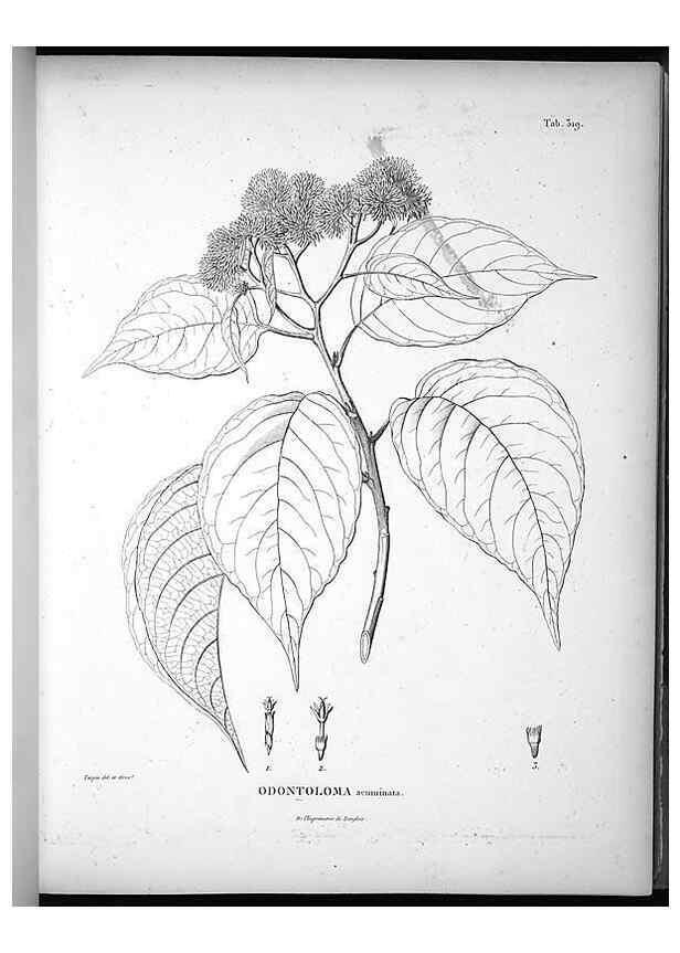Reproducción/Reproduction 49556500141: Nova genera et species plantarum :. Antverpiae :Ex officina Christophori Plantini ...,1576.. 