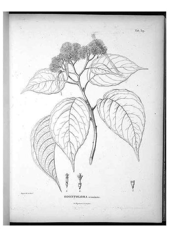 Reproducción/Reproduction 49556500141: Nova genera et species plantarum :. Antverpiae :Ex officina Christophori Plantini ...,1576.. 