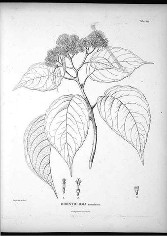 Reproducción/Reproduction 49556500141: Nova genera et species plantarum :. Antverpiae :Ex officina Christophori Plantini ...,1576.. 
