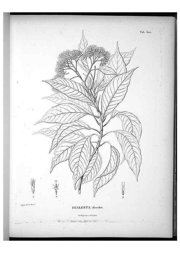 Reproducción/Reproduction 49556737122: Nova genera et species plantarum :. Antverpiae :Ex officina Christophori Plantini ...,1576.. 