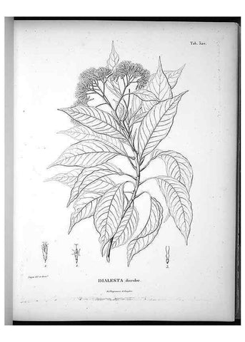 Reproducción/Reproduction 49556737122: Nova genera et species plantarum :. Antverpiae :Ex officina Christophori Plantini ...,1576.. 
