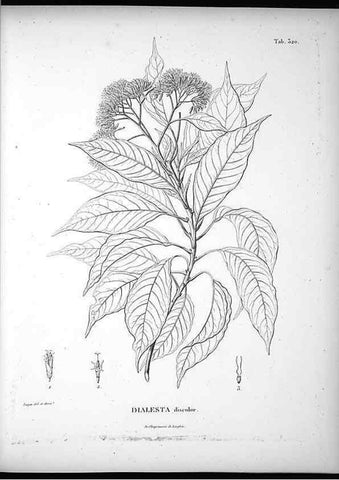 Reproducción/Reproduction 49556737122: Nova genera et species plantarum :. Antverpiae :Ex officina Christophori Plantini ...,1576.. 