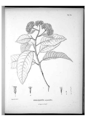 Reproducción/Reproduction 49556005323: Nova genera et species plantarum :. Antverpiae :Ex officina Christophori Plantini ...,1576.. 