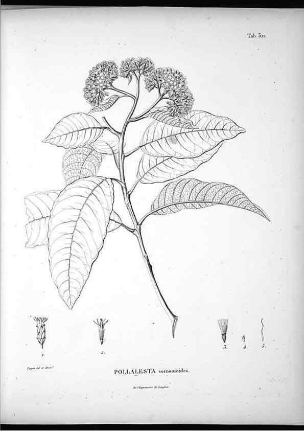 Reproducción/Reproduction 49556005323: Nova genera et species plantarum :. Antverpiae :Ex officina Christophori Plantini ...,1576.. 