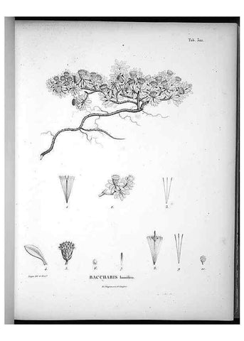 Reproducción/Reproduction 49556500771: Nova genera et species plantarum :. Antverpiae :Ex officina Christophori Plantini ...,1576.. 