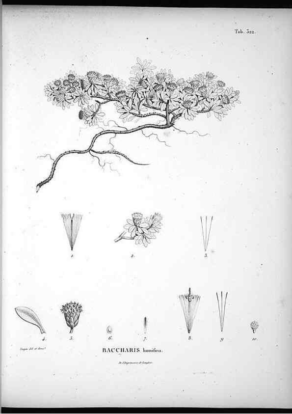 Reproducción/Reproduction 49556500771: Nova genera et species plantarum :. Antverpiae :Ex officina Christophori Plantini ...,1576.. 