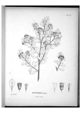 Reproducción/Reproduction 49556737637: Nova genera et species plantarum :. Antverpiae :Ex officina Christophori Plantini ...,1576.. 