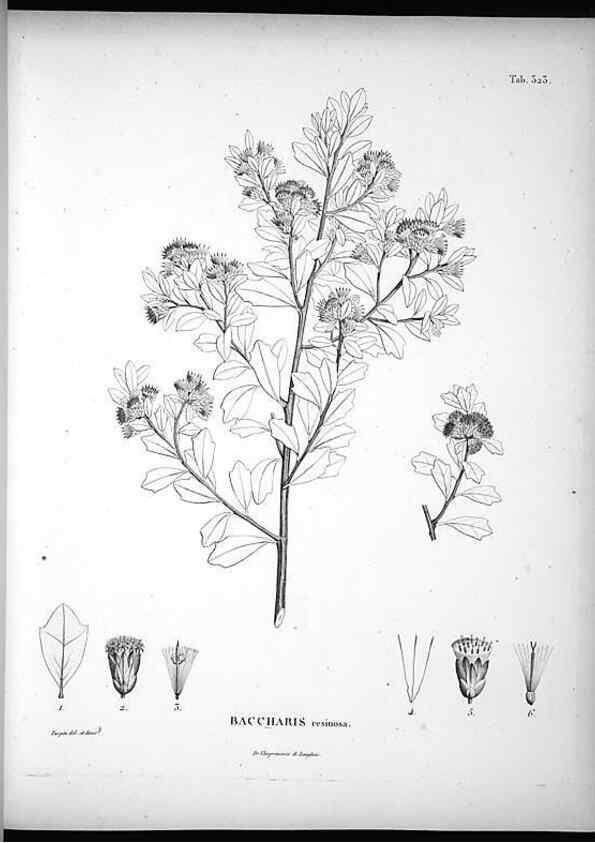 Reproducción/Reproduction 49556737637: Nova genera et species plantarum :. Antverpiae :Ex officina Christophori Plantini ...,1576.. 