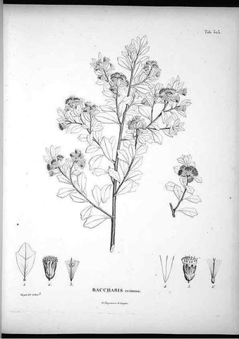 Reproducción/Reproduction 49556737637: Nova genera et species plantarum :. Antverpiae :Ex officina Christophori Plantini ...,1576.. 
