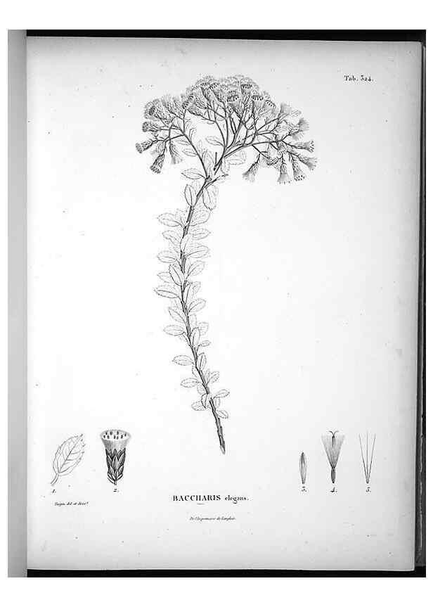 Reproducción/Reproduction 49556501141: Nova genera et species plantarum :. Antverpiae :Ex officina Christophori Plantini ...,1576.. 