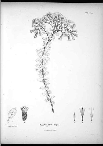 Reproducción/Reproduction 49556501141: Nova genera et species plantarum :. Antverpiae :Ex officina Christophori Plantini ...,1576.. 