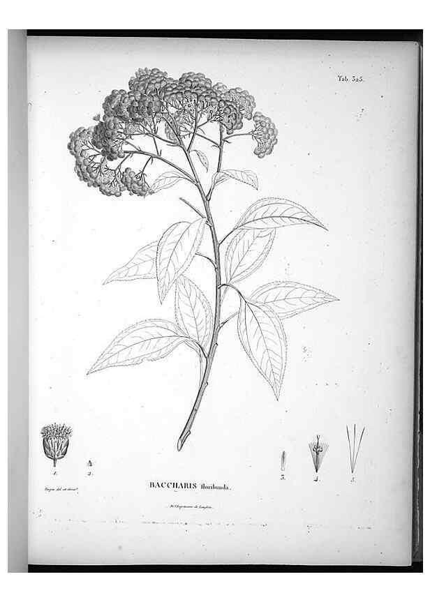 Reproducción/Reproduction 49556501331: Nova genera et species plantarum :. Antverpiae :Ex officina Christophori Plantini ...,1576.. 