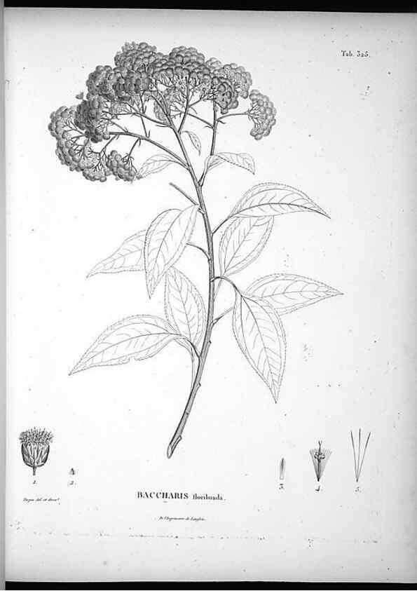 Reproducción/Reproduction 49556501331: Nova genera et species plantarum :. Antverpiae :Ex officina Christophori Plantini ...,1576.. 