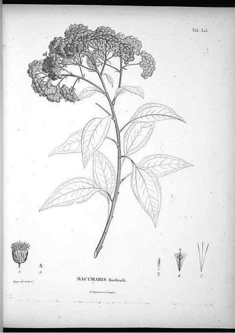 Reproducción/Reproduction 49556501331: Nova genera et species plantarum :. Antverpiae :Ex officina Christophori Plantini ...,1576.. 