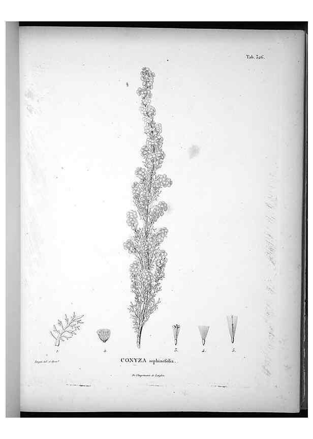 Reproducción/Reproduction 49556006258: Nova genera et species plantarum :. Antverpiae :Ex officina Christophori Plantini ...,1576.. 