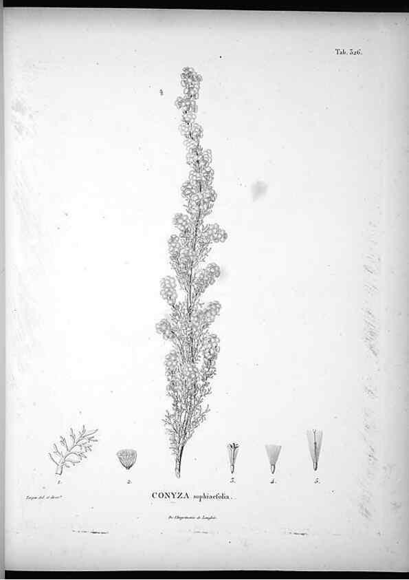 Reproducción/Reproduction 49556006258: Nova genera et species plantarum :. Antverpiae :Ex officina Christophori Plantini ...,1576.. 