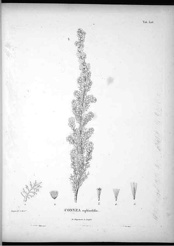 Reproducción/Reproduction 49556006258: Nova genera et species plantarum :. Antverpiae :Ex officina Christophori Plantini ...,1576.. 