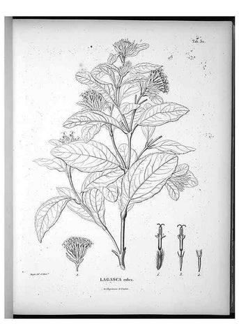 Reproducción/Reproduction 49556735312: Nova genera et species plantarum :. Antverpiae :Ex officina Christophori Plantini ...,1576.. 