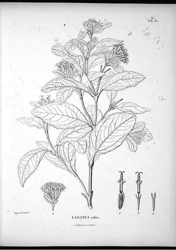 Reproducción/Reproduction 49556735312: Nova genera et species plantarum :. Antverpiae :Ex officina Christophori Plantini ...,1576.. 