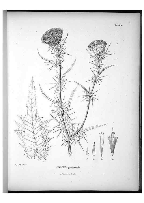 Reproducción/Reproduction 49556498196: Nova genera et species plantarum :. Antverpiae :Ex officina Christophori Plantini ...,1576.. 