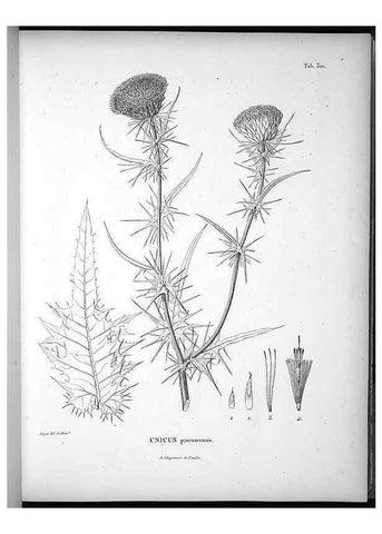 Reproducción/Reproduction 49556498196: Nova genera et species plantarum :. Antverpiae :Ex officina Christophori Plantini ...,1576.. 