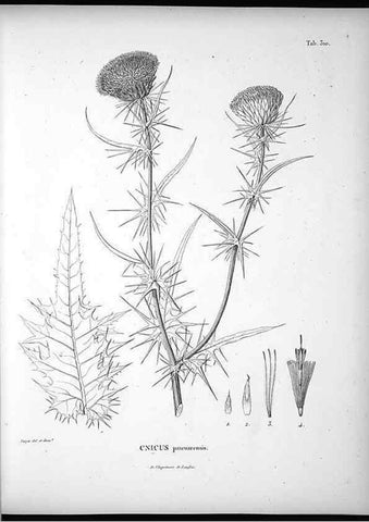 Reproducción/Reproduction 49556498196: Nova genera et species plantarum :. Antverpiae :Ex officina Christophori Plantini ...,1576.. 