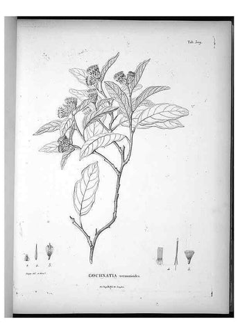 Reproducción/Reproduction 49556497981: Nova genera et species plantarum :. Antverpiae :Ex officina Christophori Plantini ...,1576.. 