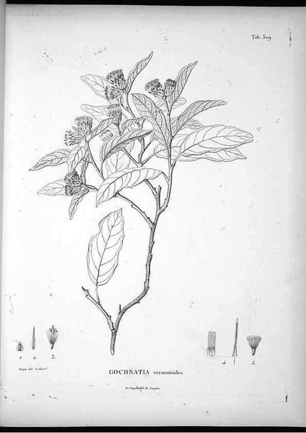 Reproducción/Reproduction 49556497981: Nova genera et species plantarum :. Antverpiae :Ex officina Christophori Plantini ...,1576.. 