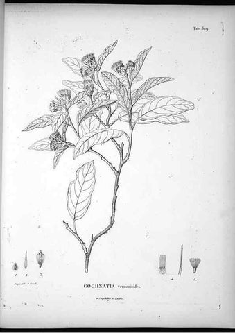 Reproducción/Reproduction 49556497981: Nova genera et species plantarum :. Antverpiae :Ex officina Christophori Plantini ...,1576.. 