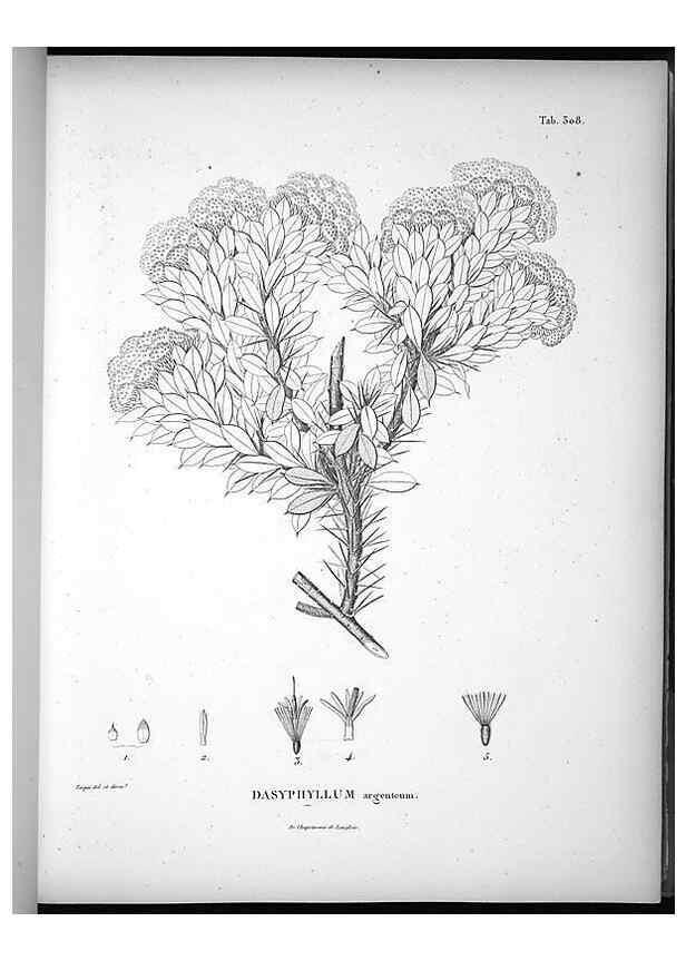 Reproducción/Reproduction 49556497701: Nova genera et species plantarum :. Antverpiae :Ex officina Christophori Plantini ...,1576.. 