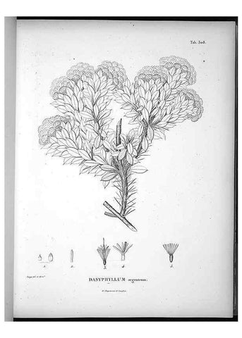 Reproducción/Reproduction 49556497701: Nova genera et species plantarum :. Antverpiae :Ex officina Christophori Plantini ...,1576.. 