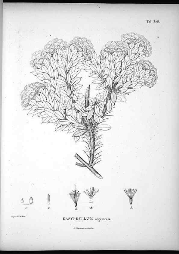 Reproducción/Reproduction 49556497701: Nova genera et species plantarum :. Antverpiae :Ex officina Christophori Plantini ...,1576.. 