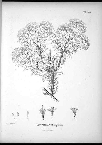Reproducción/Reproduction 49556497701: Nova genera et species plantarum :. Antverpiae :Ex officina Christophori Plantini ...,1576.. 