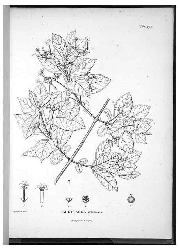 Reproducción/Reproduction 49556709907: Nova genera et species plantarum :. Antverpiae :Ex officina Christophori Plantini ...,1576.. 