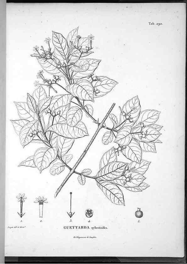 Reproducción/Reproduction 49556709907: Nova genera et species plantarum :. Antverpiae :Ex officina Christophori Plantini ...,1576.. 