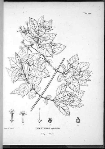 Reproducción/Reproduction 49556709907: Nova genera et species plantarum :. Antverpiae :Ex officina Christophori Plantini ...,1576.. 