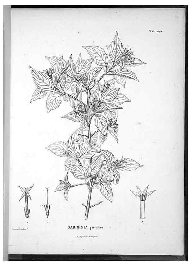 Reproducción/Reproduction 49556710102: Nova genera et species plantarum :. Antverpiae :Ex officina Christophori Plantini ...,1576.. 