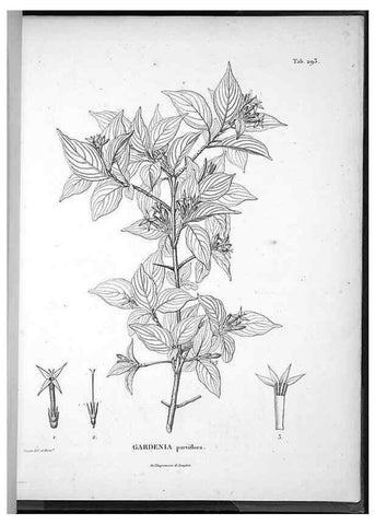 Reproducción/Reproduction 49556710102: Nova genera et species plantarum :. Antverpiae :Ex officina Christophori Plantini ...,1576.. 