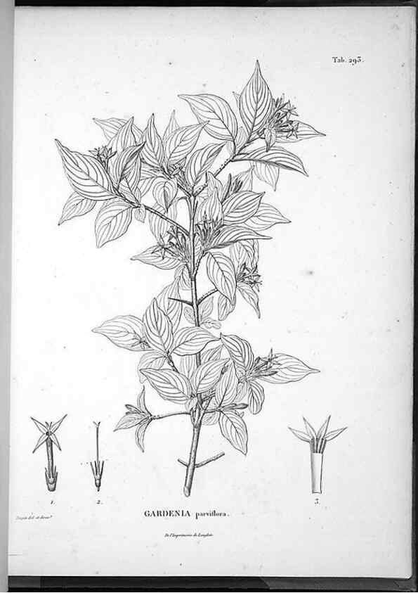 Reproducción/Reproduction 49556710102: Nova genera et species plantarum :. Antverpiae :Ex officina Christophori Plantini ...,1576.. 