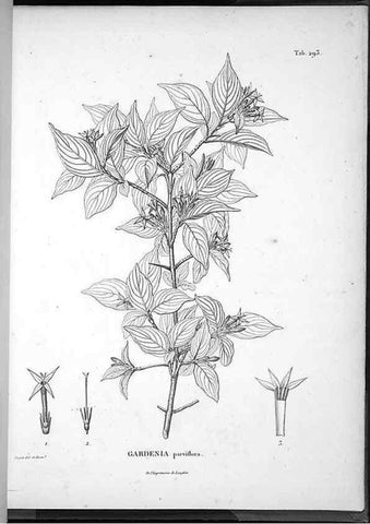 Reproducción/Reproduction 49556710102: Nova genera et species plantarum :. Antverpiae :Ex officina Christophori Plantini ...,1576.. 