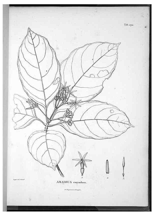 Reproducción/Reproduction 49556710307: Nova genera et species plantarum :. Antverpiae :Ex officina Christophori Plantini ...,1576.. 