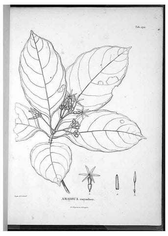 Reproducción/Reproduction 49556710307: Nova genera et species plantarum :. Antverpiae :Ex officina Christophori Plantini ...,1576.. 