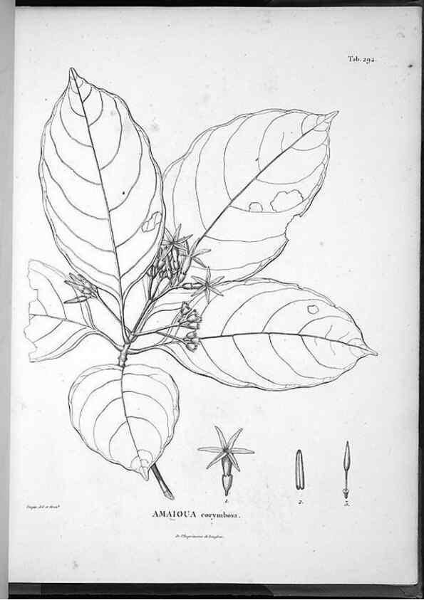 Reproducción/Reproduction 49556710307: Nova genera et species plantarum :. Antverpiae :Ex officina Christophori Plantini ...,1576.. 