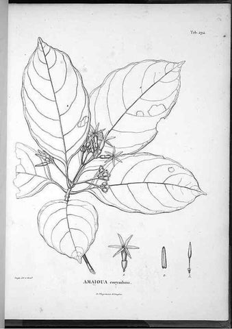 Reproducción/Reproduction 49556710307: Nova genera et species plantarum :. Antverpiae :Ex officina Christophori Plantini ...,1576.. 