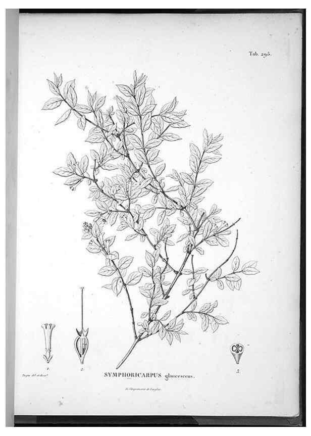 Reproducción/Reproduction 49556710547: Nova genera et species plantarum :. Antverpiae :Ex officina Christophori Plantini ...,1576.. 