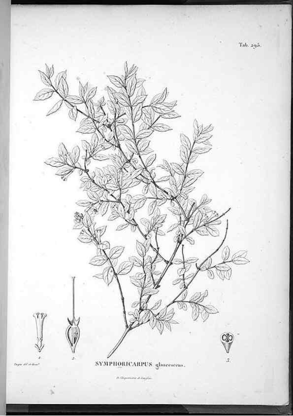 Reproducción/Reproduction 49556710547: Nova genera et species plantarum :. Antverpiae :Ex officina Christophori Plantini ...,1576.. 